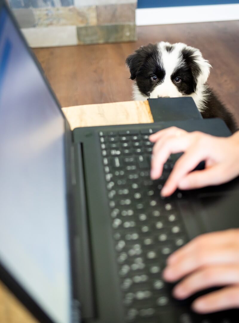 curious puppy watching his owner typing on a laptop computer